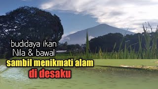 budidaya ikan nila dan bawal sambil menikmati alam desaku