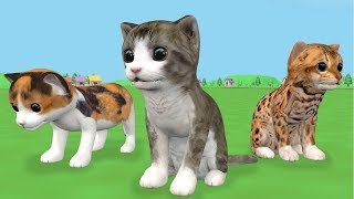 Find three cats together with a boy