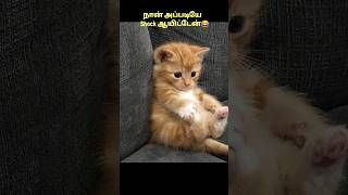 நான் அப்படியே Shock ஆயிட்டேன் #random #shorts #vadivelucomedy #comedy #trending