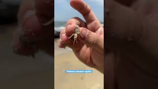 Catch small crab