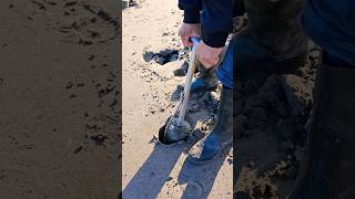 Its game time (Razor Clam) #shortvideo #pnw #seafood #pnwlife #reels #tiktok #washington #fyp #viral