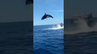 This orca collides with a dolphin mid air