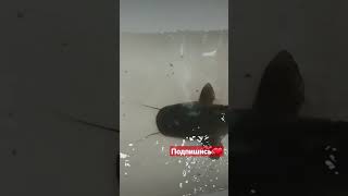 Рыбалка, не ожидал что он клюнет😱 #shorts #карась #рыбалка #fishing #fish #рыба #tiktok