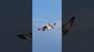 चील और समुद्री बदक  की फाइट | Eagle And Seagull Fight  🙆‍♂️😮🐠🦅🦅🐧🐧