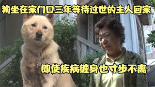 狗狗守在家門口三年等待已經去世的主人回家，疾病纏身也寸步不離