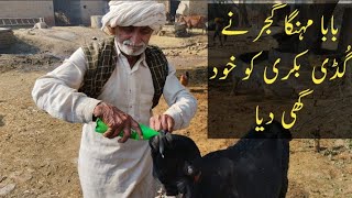 Baba Mehnga Gujjer Ne Bakri ko Ghee Dyya