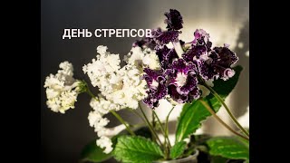 День Стрептокарпусов