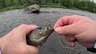 Fly Fishing For Trout: Bass invasion!