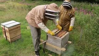 Beekeeping UK - Hive Inspection Week 6