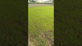 Paddy / Rice Nursery 2024