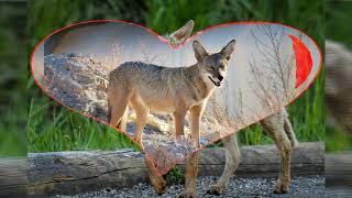 Awesome South Dakota Nature Ring-necked pheasant bison Coyote