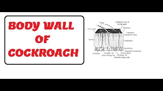 Cockroach I Lecture 4 I Structural Organisation I Body wall & Body Cavity