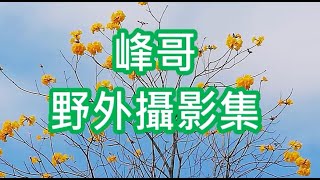 峰哥野外攝影集【落花流水】