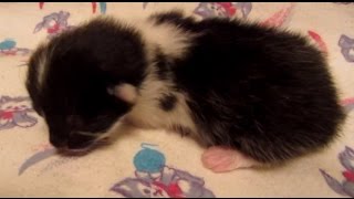 Newborn kitten. Новорожденный котёнок