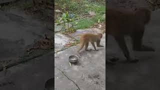 Aggresive Funny Monkey 2022 | Dharan Monkey | Danger Monkey | Nepal  #dharan