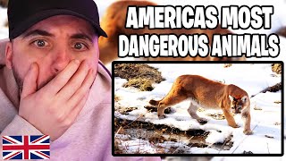 Brit Reacts to 10 Terrifying Animals in America!