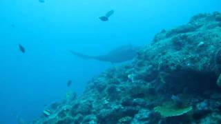 Manta rays at Lankan Manta Point, North Male Atoll