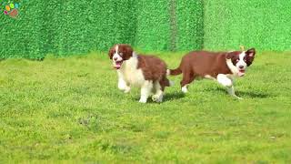 Kahve Beyaz Border Collie yavrularımız