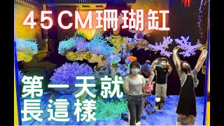 【藍箱水族】新店背濾珊瑚缸，一天開缸完成！跟著藍箱設缸趣！