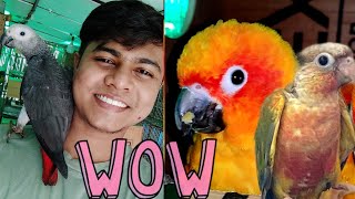 TAMED AFRICAN GREY | SUN CONURE & SMALL CONURES BREEDING IN SUMMER | DOVE BREEDING | ALL ABOUT PETS