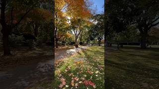 Fall in Toronto #fall #autumn #toronto #torontolife #torontolifestyle #torontoliving #autumnwalk