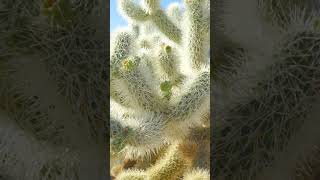 Cholla Cactus Garden - Joshua Tree National Park #shorts #roadtosomethingnew