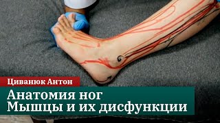 Анатомия ног. Расположение мышц и их дисфункции. Циванюк Антон