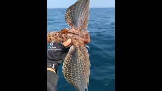 Flying Fish | Flying Fish Voice