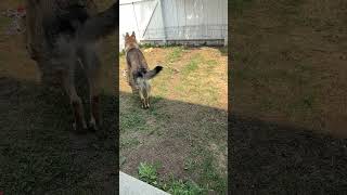 Charlie plays fetch ##shorts #germanshepherdpuppy #viraldogsvideos #cutedogs #1kviews #subscribe