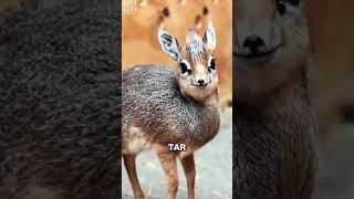 The Adorable Antelope Who Talks Dirty #dikdik #animals