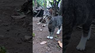 Liat apa meng serius banget #cats #shortvideo