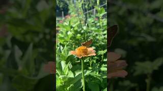 🇺🇸The Gardens in July #shorts #garden #barncat #zinnia #appalachiashomesteadwithpatara