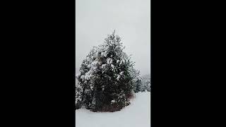 snow || snowfall || nature beauty ||