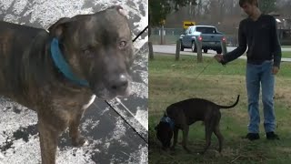 Owner charged 4 times in 14 months for loose pit bull accused of biting someone