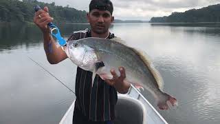 Jigging for Silver Croakers  at Wonotobo Falls (One after another)