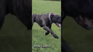 Most powerful dog PRESA CANARIO #shortvideo #shorts