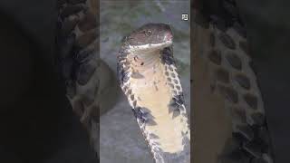 Quick King Brown Snake Facts - The Great Wrestling Snake - Animal a Day #shorts #animals