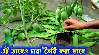 Am gach kolam korar sobcheye sohoj poddoti | ছোট গাছে ফল ধরাতে এই কলমটি করুন