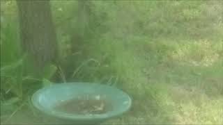 Bobwhite Quails in My Backyard