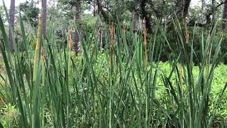 Cattails - A Habitat Indicator