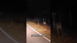 Deer running next to me. #shorts #deer