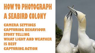 HOW TO PHOTOGRAPH A SEABIRD COLONY- BIRD PHOTOGRAPHY TIPS