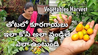 Organic Terrace Garden Vegetables Harvest || మా ఇంటి పంట ఈరోజుటికి వంట #kitchengardening