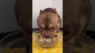 BEST DOG EATING FOOD #dogfood #dog #eating #tiktok #douyin #shorts