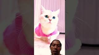 kucing cantik