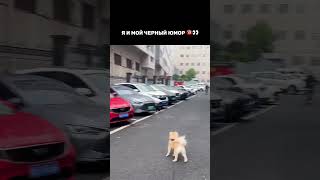 Я И МОЙ ЧЕРНЫЙ ЮМОР 👹 Куплинов шарит 👀 ПОДПИШИСЬ