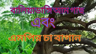 Baliadangi mango tree || Baliadangi MP ca Bagan | ❤️ Hemon ❤️ বালিয়াডাঙ্গি আম গাছ || এমপির চা বাগান