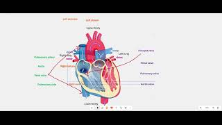 Circulation of blood through the heart chambers - VELS Science