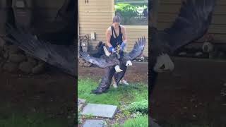 Bald_eagles_pried_apart_after_getting_tied_up_during_tussle_in_Canada