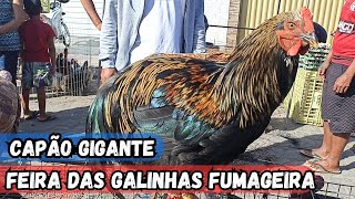 VEJA A FEIRA DAS GALINHAS DE ARAPIRACA-AL #nordeste BASTANTE AVÉS NO PREÇO BAIXO (26-05-2024)